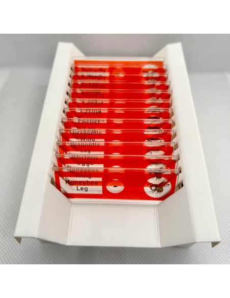 Kit de Muestras Biológicas Básicas para Microscopio 48 piezas