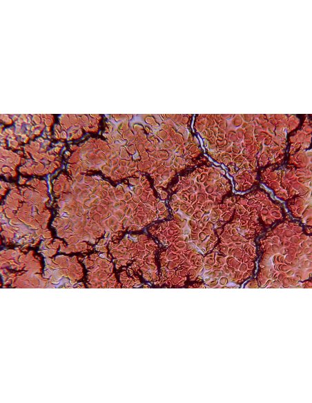 Microscopio TOMLOV DM301 Max – Pantalla de 7″