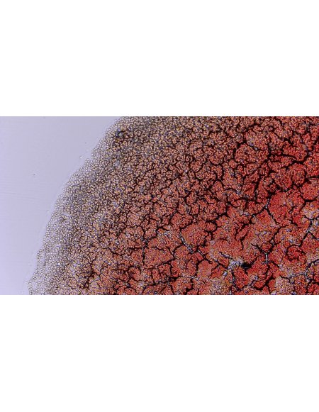 Microscopio TOMLOV DM301 Max – Pantalla de 7″