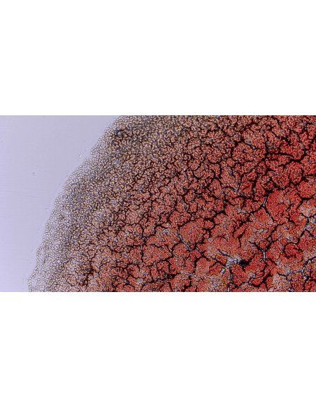 Microscopio TOMLOV DM301 Max – Pantalla de 7″